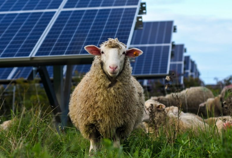Rooftop solar power is good for the environment, but it might not save you money | CBC News