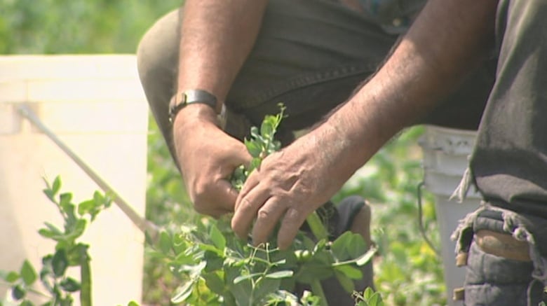 Businesses face new limits on temporary foreign worker program | CBC News