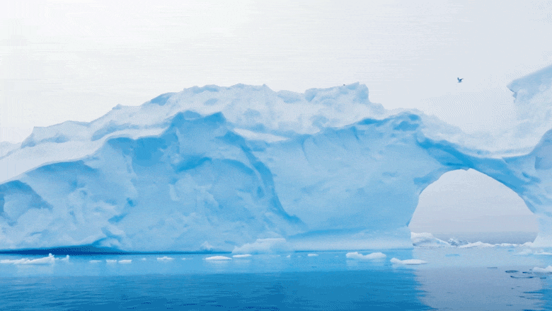 Can an image of frozen penguin chicks spark climate action? | CBC News