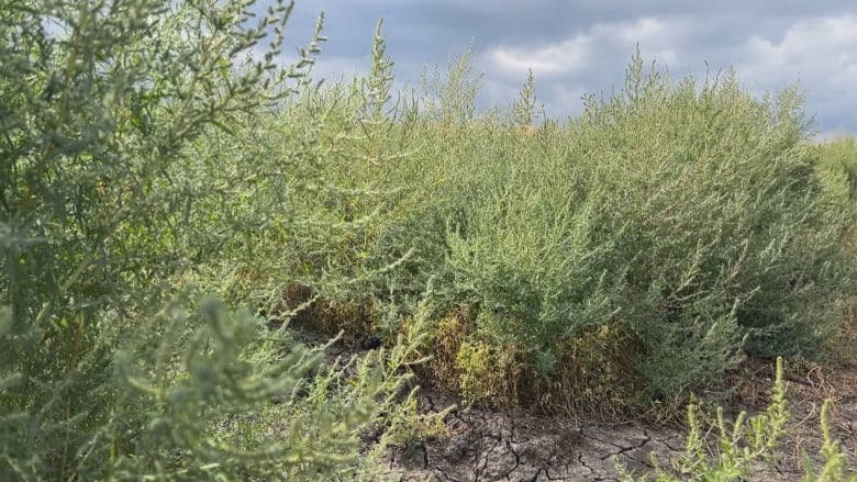 Climate change is impacting weeds on the Prairies. Here's how some people are fighting back | CBC News