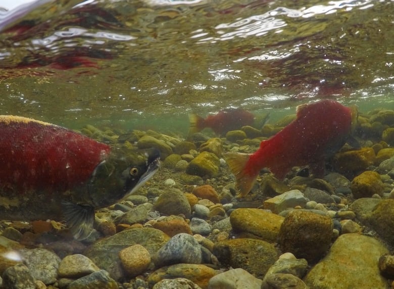 Concerns over impact on fish after burned Kamloops bridge collapses into river | CBC News