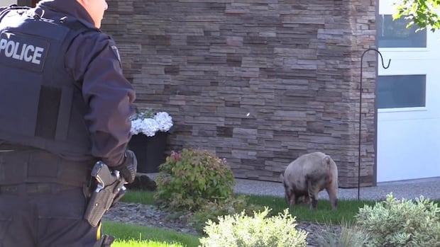 Escaped pig dodges police as schoolchildren cheer | CBC News