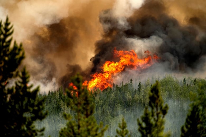 In Canada's boreal forests, the heat goes on — long after the wildfire is gone | CBC News