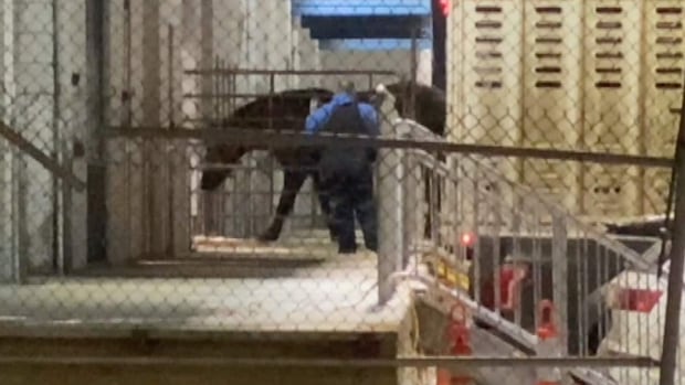 Japanese documents reveal 21 horses died after export from Canada | CBC News