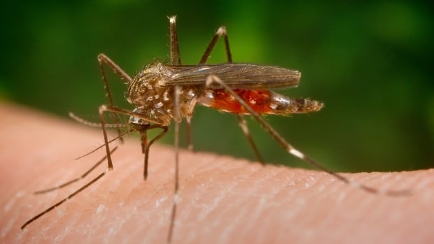 Ottawa resident who died last month had rare mosquito-borne virus | CBC News