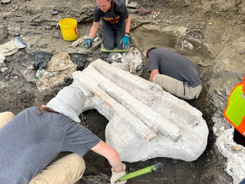 Paleontologists unearth giant skull of Pachyrhinosaurus in northern Alberta | CBC News