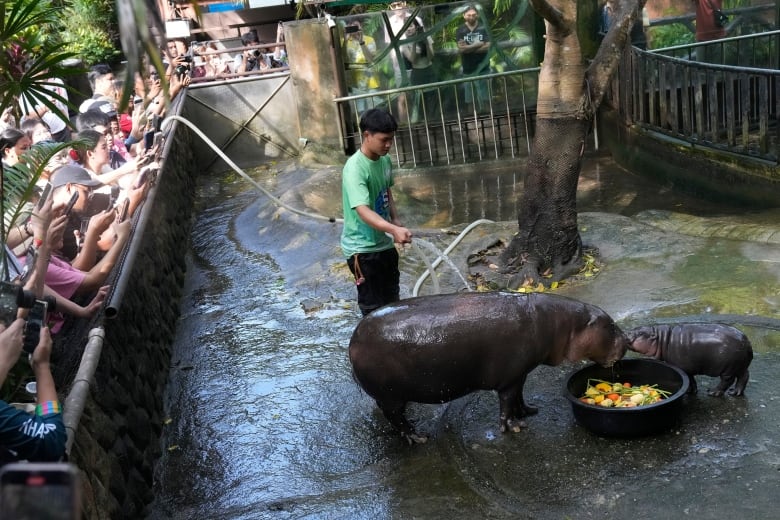 Pygmy hippo Moo Deng, the internet's favourite meatball, may soon get her own patent | CBC News