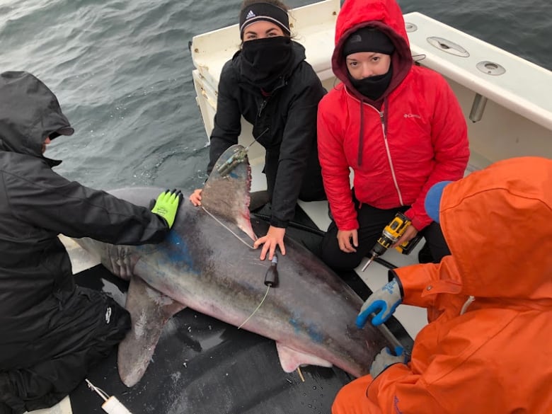 What killed and ate a really big shark? An even bigger shark, scientists say | CBC Radio