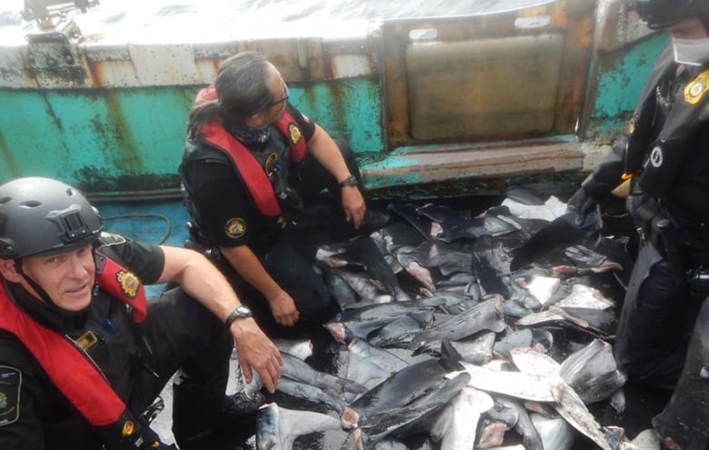 Canada brings some heat to high seas fishing grounds to protect at-risk salmon in North Pacific | CBC News