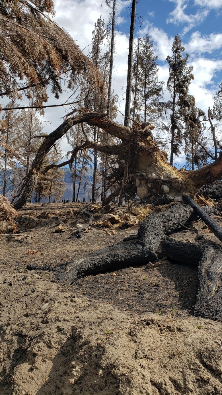 FIRST PERSON | I was surprised to find beauty in the aftermath of the Jasper fire | CBC News