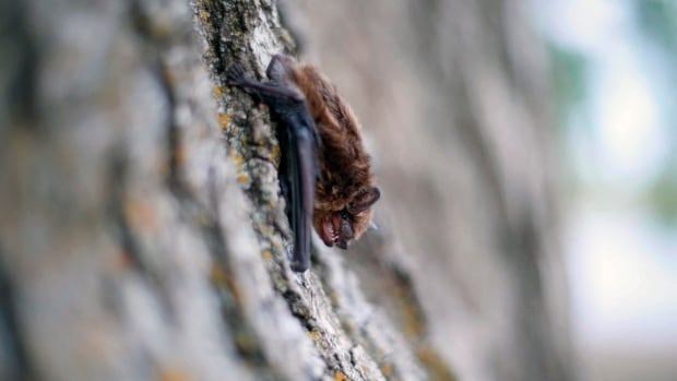 Ontario child dies from rabies after contact with a bat, health official says | CBC News