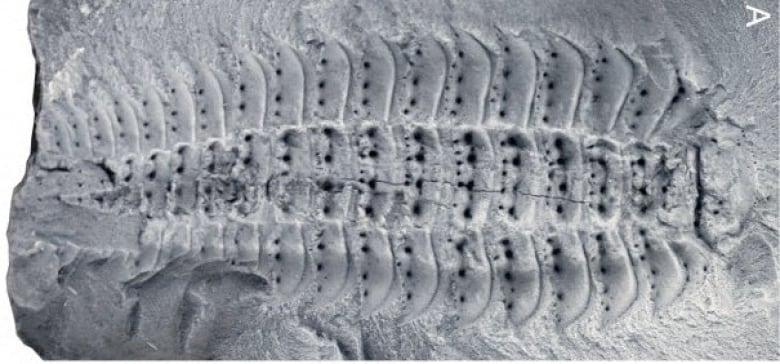 Scientists have finally seen the face of the world's largest bug | CBC Radio