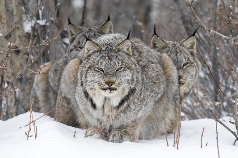 See the Canadian winners in the latest Wildlife Photographer of the Year contest | CBC News