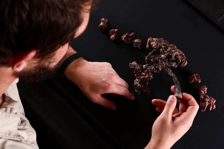 This 237-million-year-old fossil from Brazil could shed light on rise of dinosaurs | CBC News