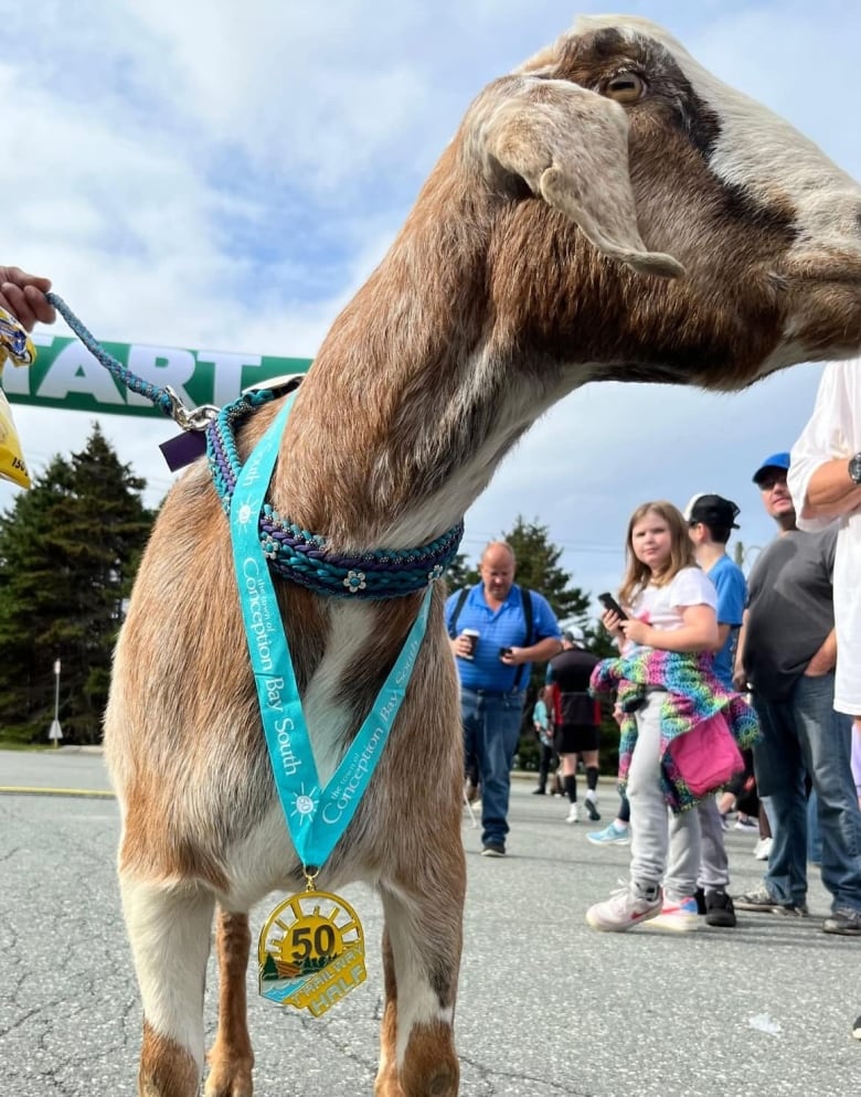 This goat hopped into a Newfoundland marathon — and won a medal | CBC News