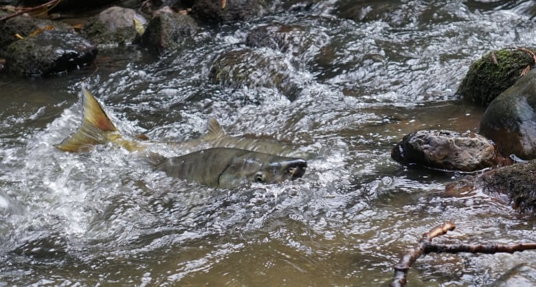 Amid big-box stores and industrial zones, salmon are returning to Metro Vancouver streams