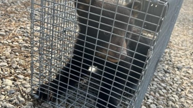 Bear cub snatched from a tree to pose for photos is free at last, and doing well