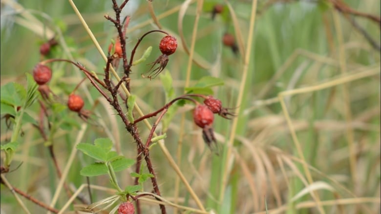 Researchers diagnose 27 cases of scurvy in northern Sask. community