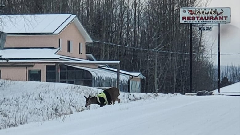 Sightings of deer wearing high-vis jacket raise questions, quips and concerns in B.C. village