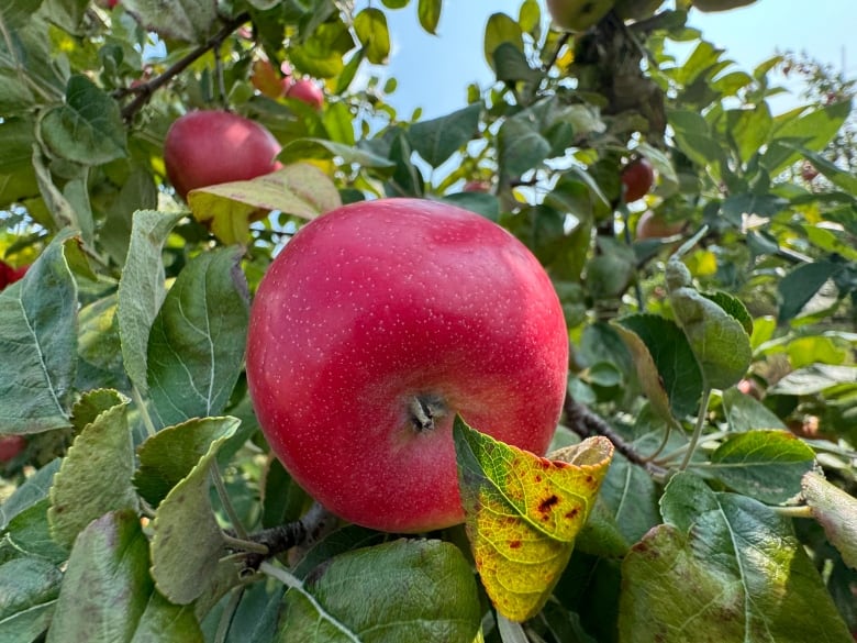 These aren't your Granny's Smiths: Why we have more apple varieties than ever before