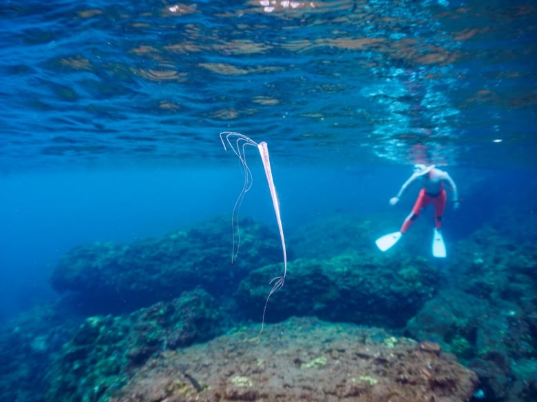 These rare and mysterious deepsea fish are washing up in California, and no one's sure why