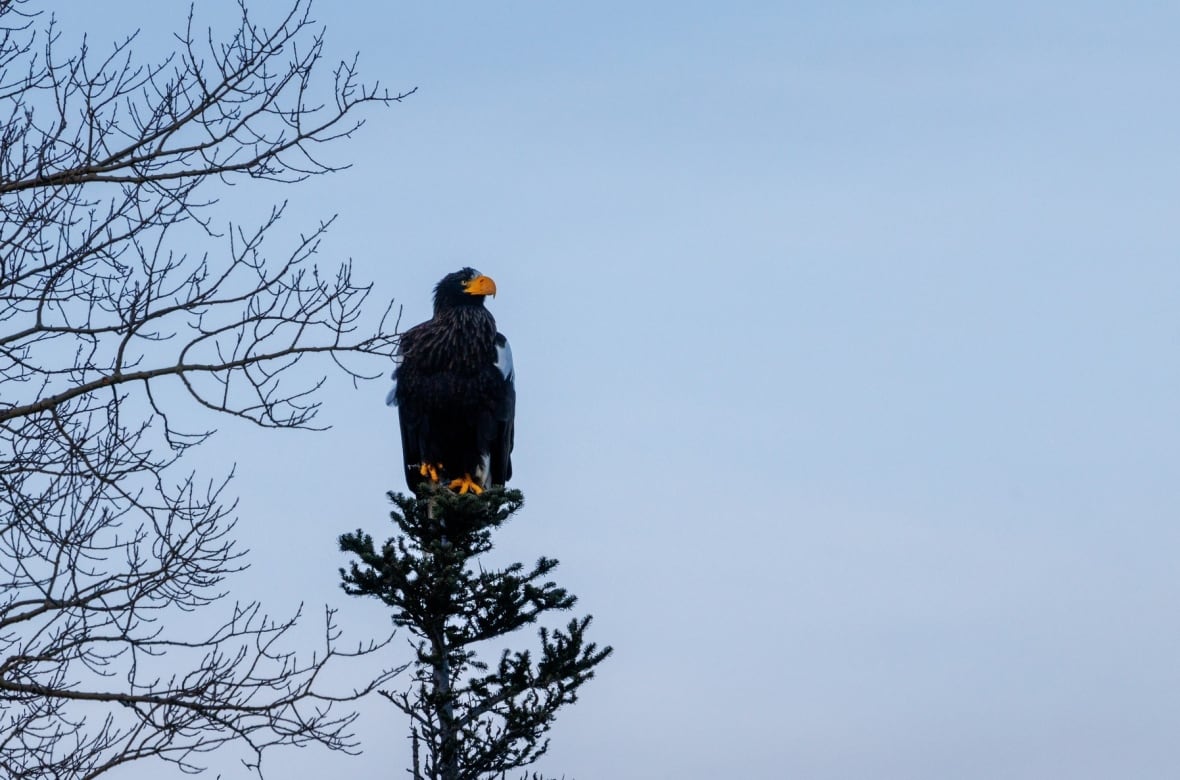 A massive and menacing Steller's sea eagle is dazzling birders in a Newfoundland park