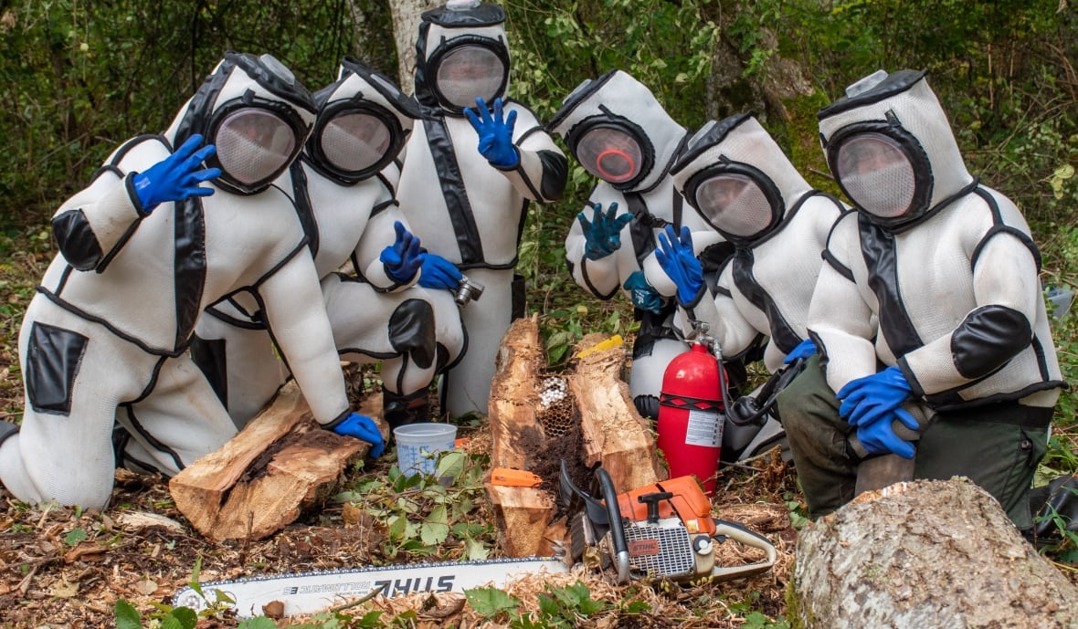 B.C. is murder hornet-free, province says, after U.S. announces eradication of invasive pest