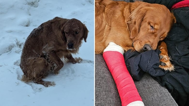 Dog believed to belong to missing B.C. man found alive after 6 weeks