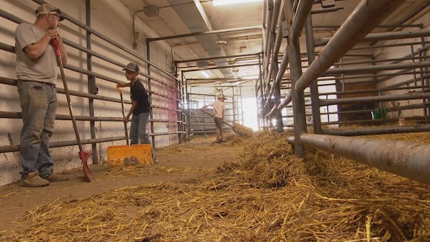 Farming in Canada is changing. Young people say they can't get a foothold