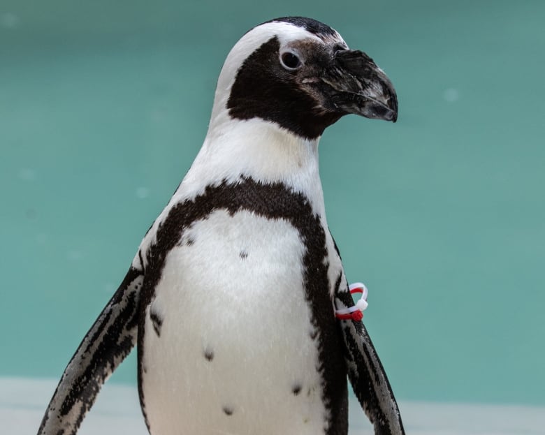 How a British penguin got her waddle back, thanks to the Toronto Zoo