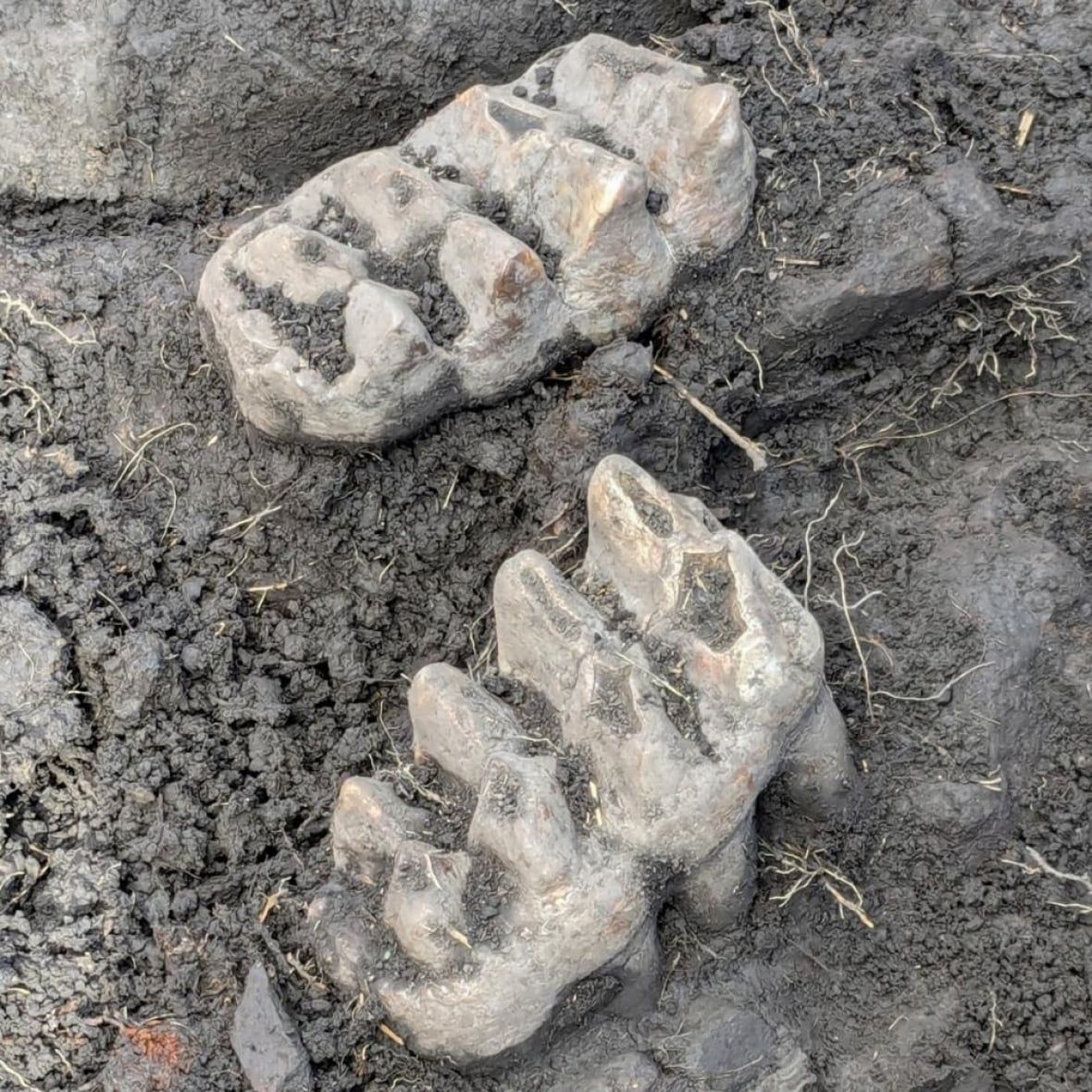 Mastodon teeth found in couple's backyard may shed light on New York's Ice Age