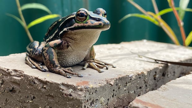 Survivors of a frog 'pandemic' could hold the key to species survival
