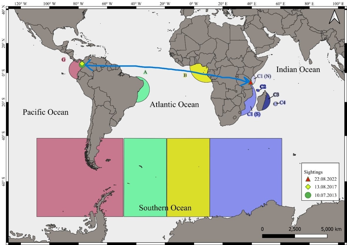 This whale made an epic trek across 3 oceans â possibly for the ladies