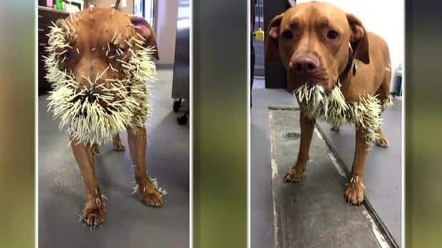 A dog bite to my face almost ended my veterinary career, yet my passion for animals prevailed