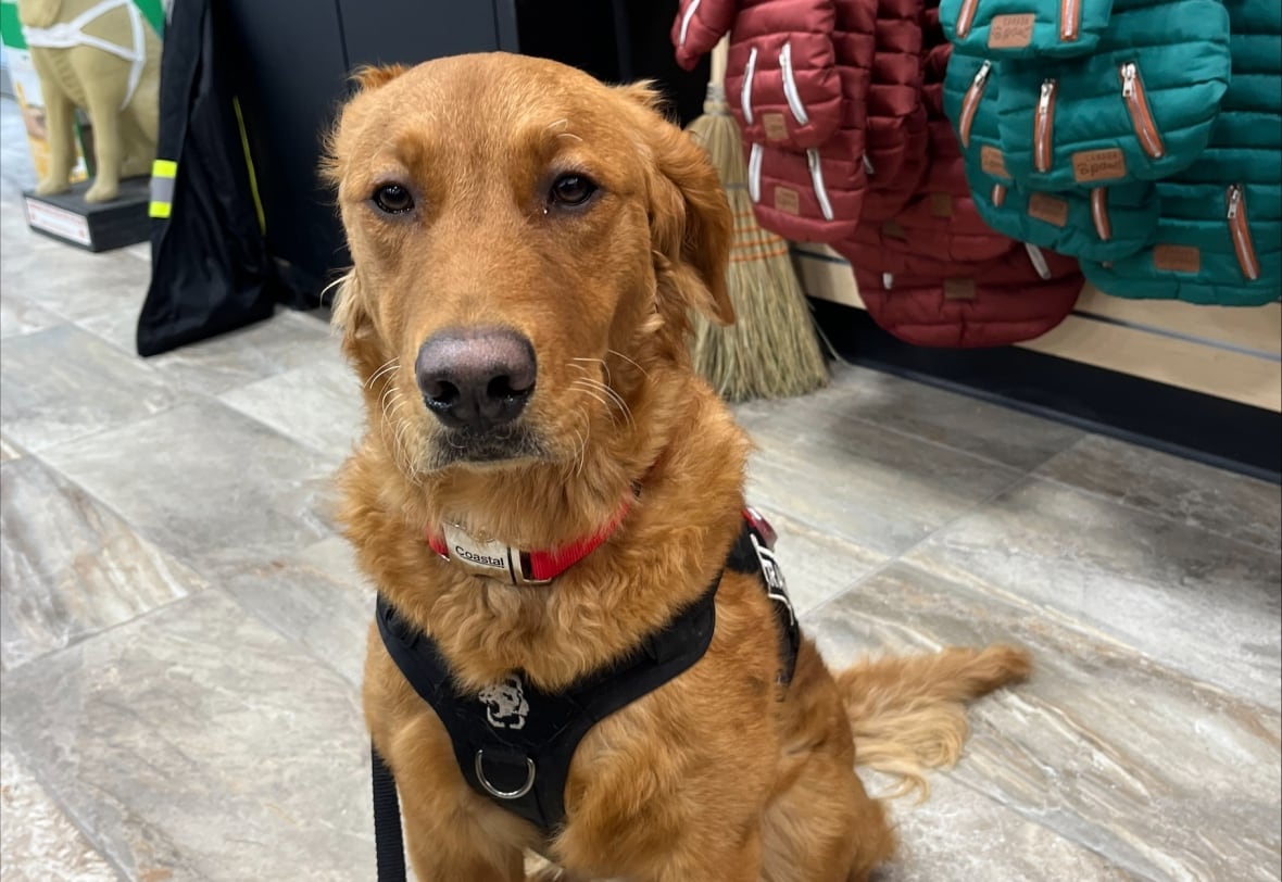 A New Brunswick man's dog ingested weed. Turns out it's a common problem for vets