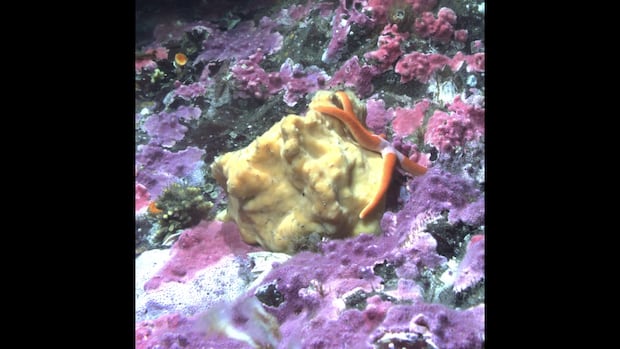 Belinda the surprisingly busy sea sponge takes a whole day to sneeze