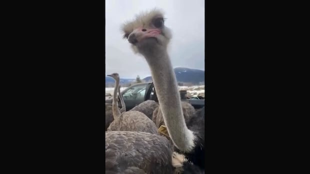 Convoy and court case planned as B.C. ostrich farm fights order to kill birds due to avian flu infection