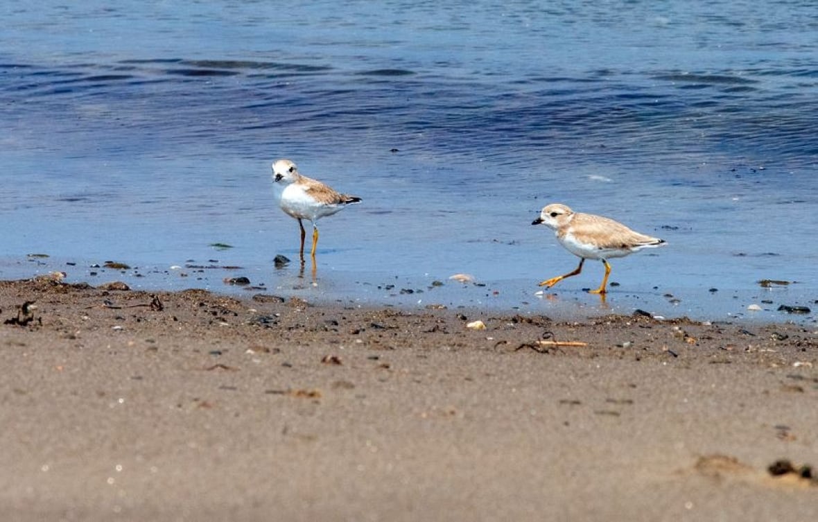 Plovers in a dangerous time: Endangered bird may be making a comeback on N.B. shores