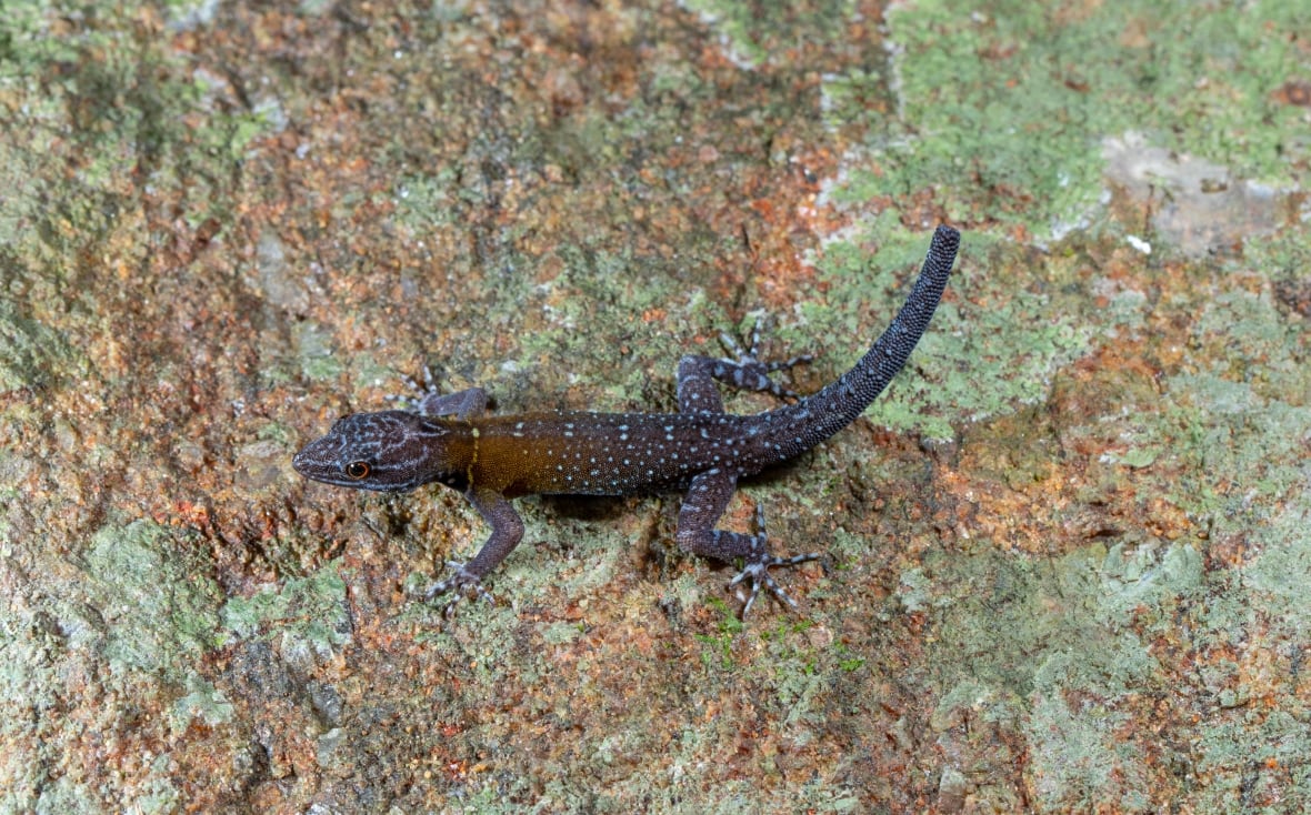 See some amazing new species discovered in 2024