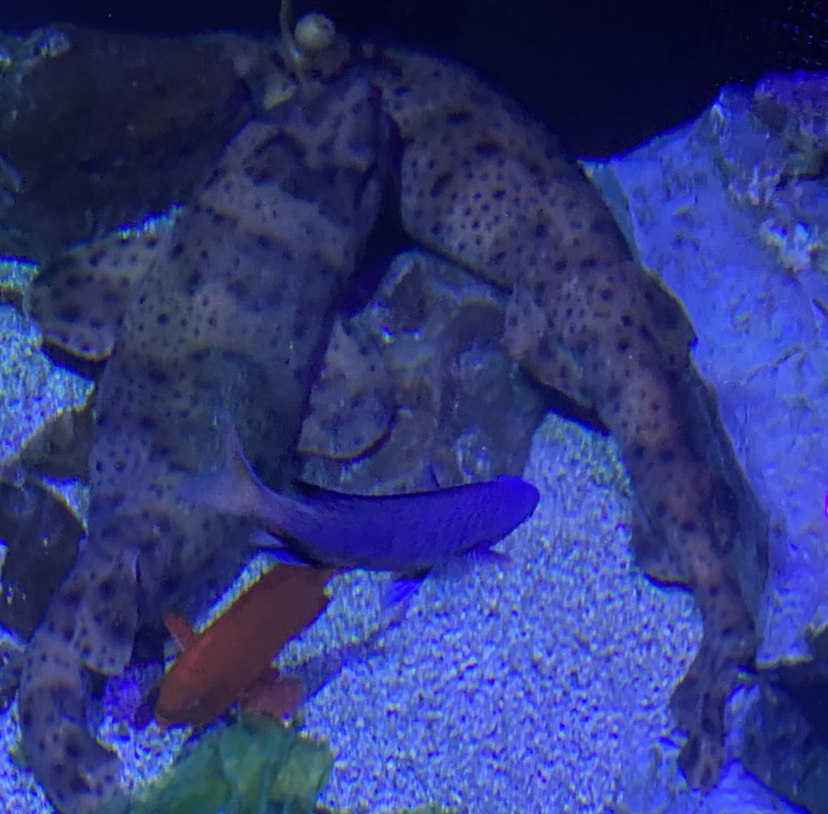 Who's the daddy? Baby shark hatched at aquarium with no males might not have one