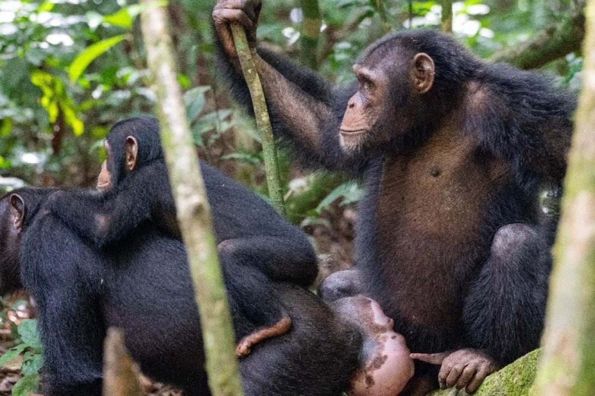 How do male chimps ask for sex? It depends on their local dialect