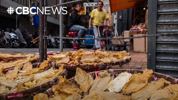 How Mexican cartels and Chinese criminal networks are moving 'cocaine of the sea' through Canadian ports
