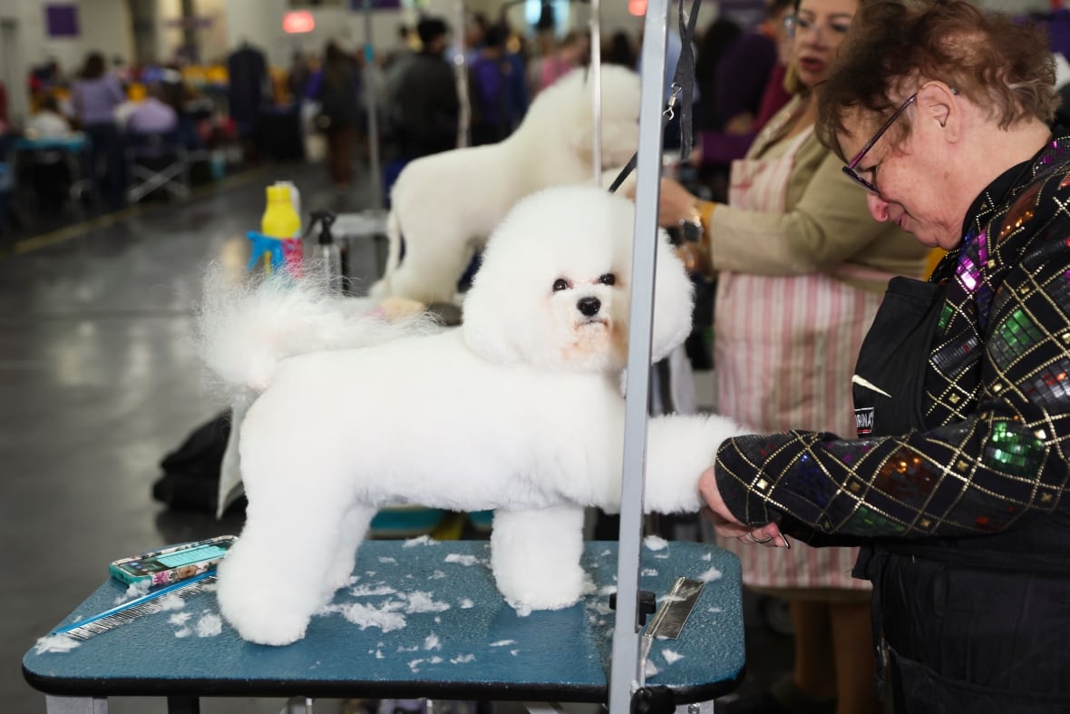 IN PHOTOS | Best of the Westminster dog show