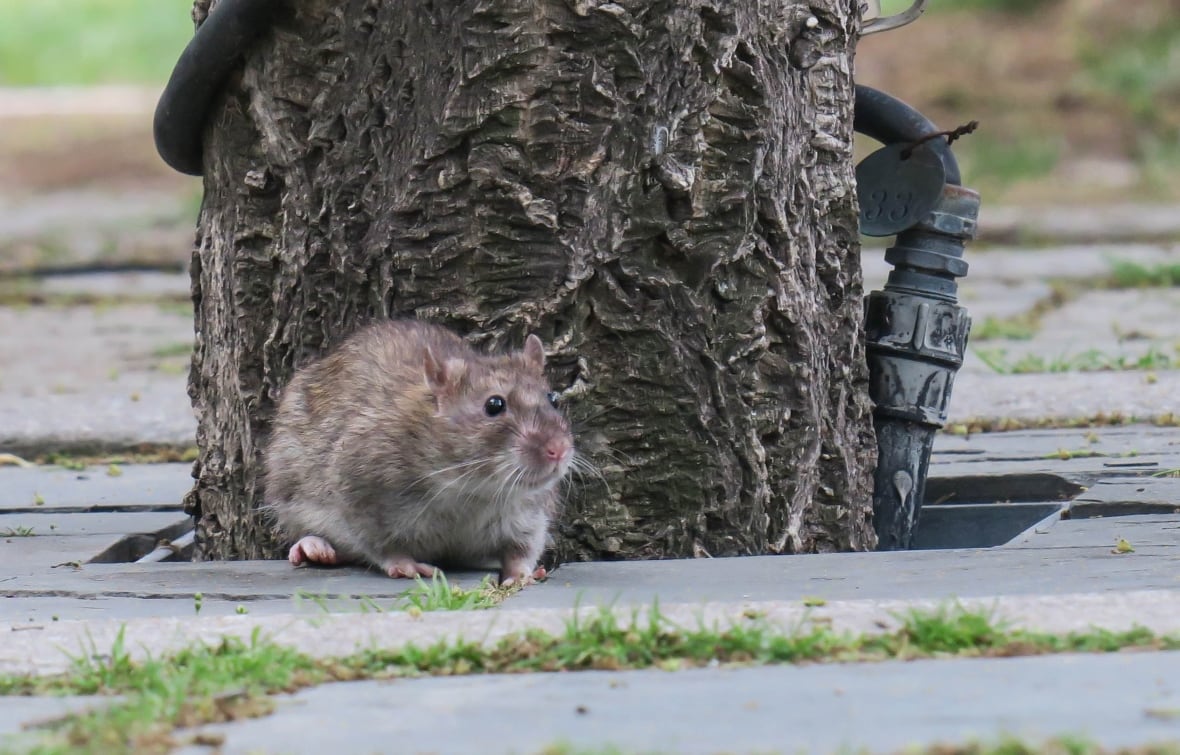More bad news for rat-infested cities: Climate change is making it worse
