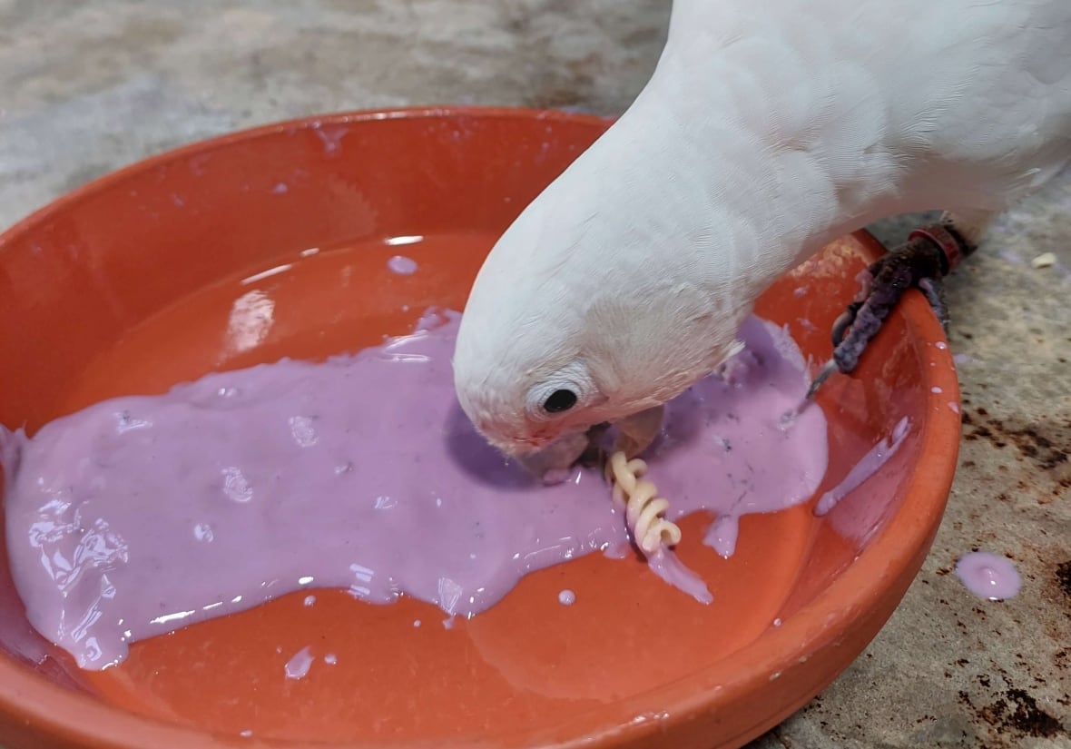 Plain pasta No, thank you. Study finds cockatoos dunk their snacks in dip for flavour