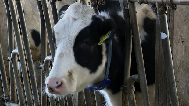 White House actions have 'serious impact on global health:' WHO