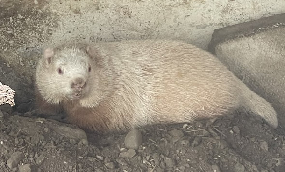 Wiarton Willie predicts early spring, but Fred, Sam and Lucy the Lobster disagree on Groundhog Day