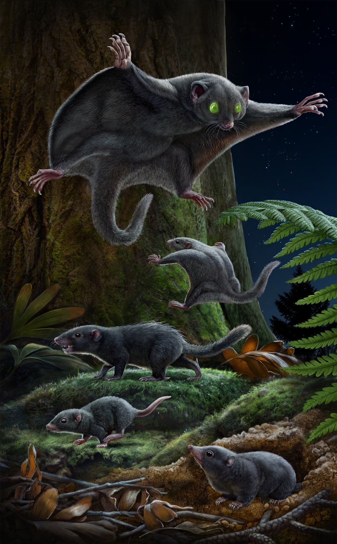 Ancient mammals had mostly dark brown coats during the dinosaur era, new study reveals