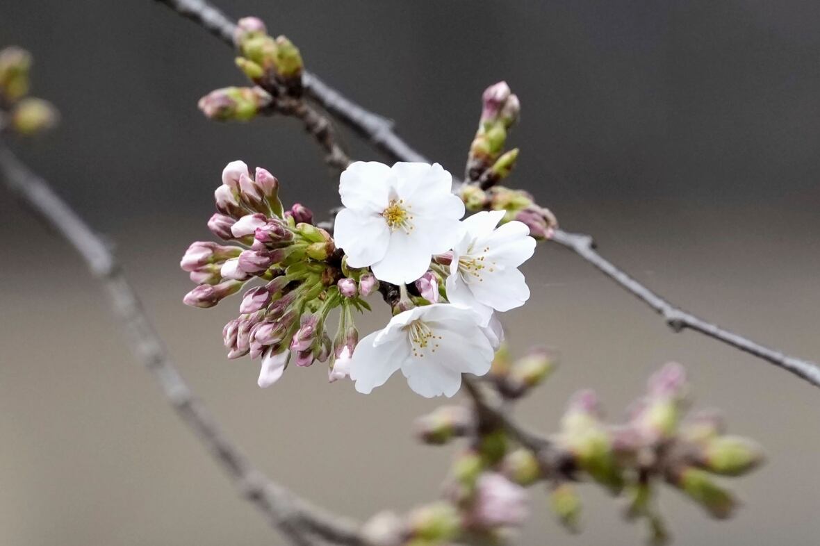 Cherry blossom season officially kicks off in Japan as first flowers bloom