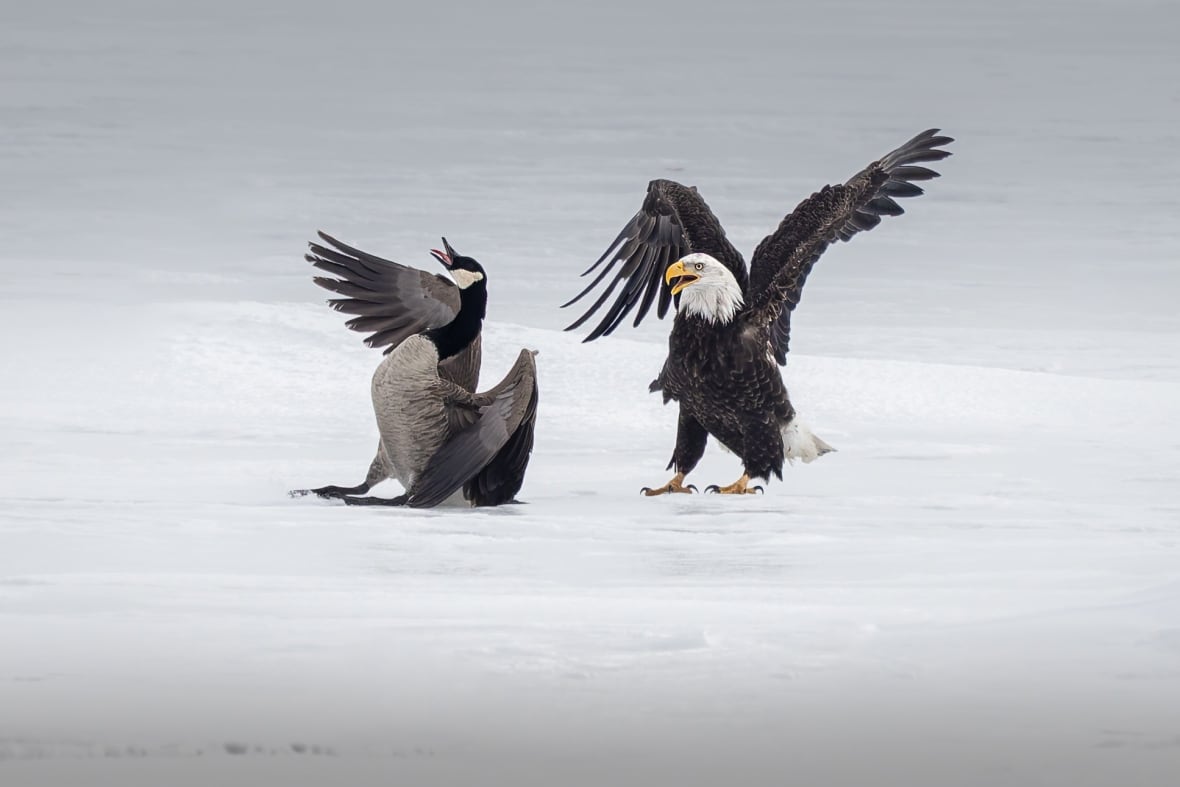 Fight between bald eagle and Canada goose in Burlington bay 'very symbolic,' says photographer